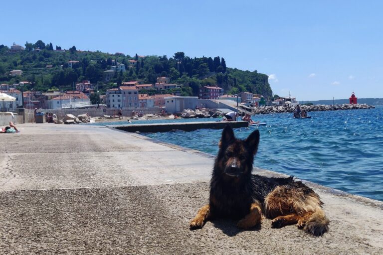Zwemmen met hond in Piran
