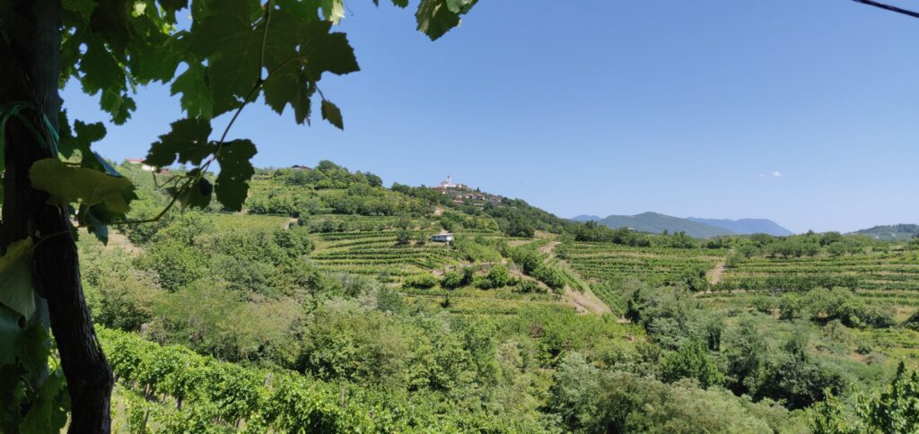 Wijnstreek Brda Slovenië