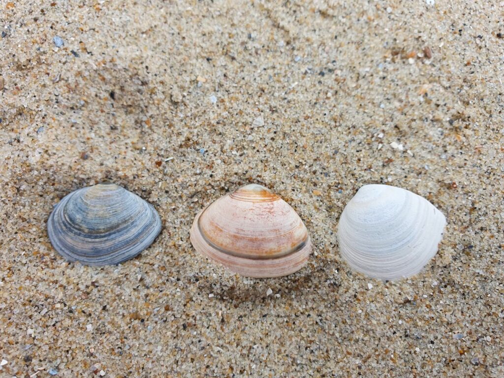 3 schelpjes in verschillende kleuren in het zand