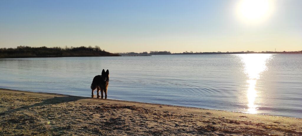 Strand in Zeeland met hond