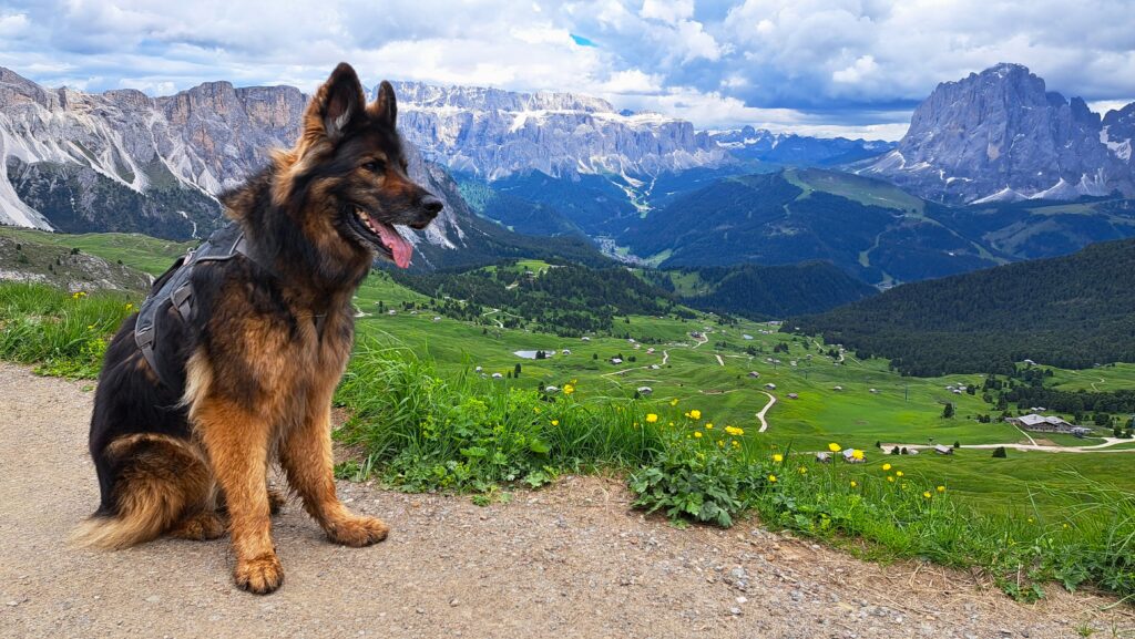 Vakantie met hond Zuid-Tirol